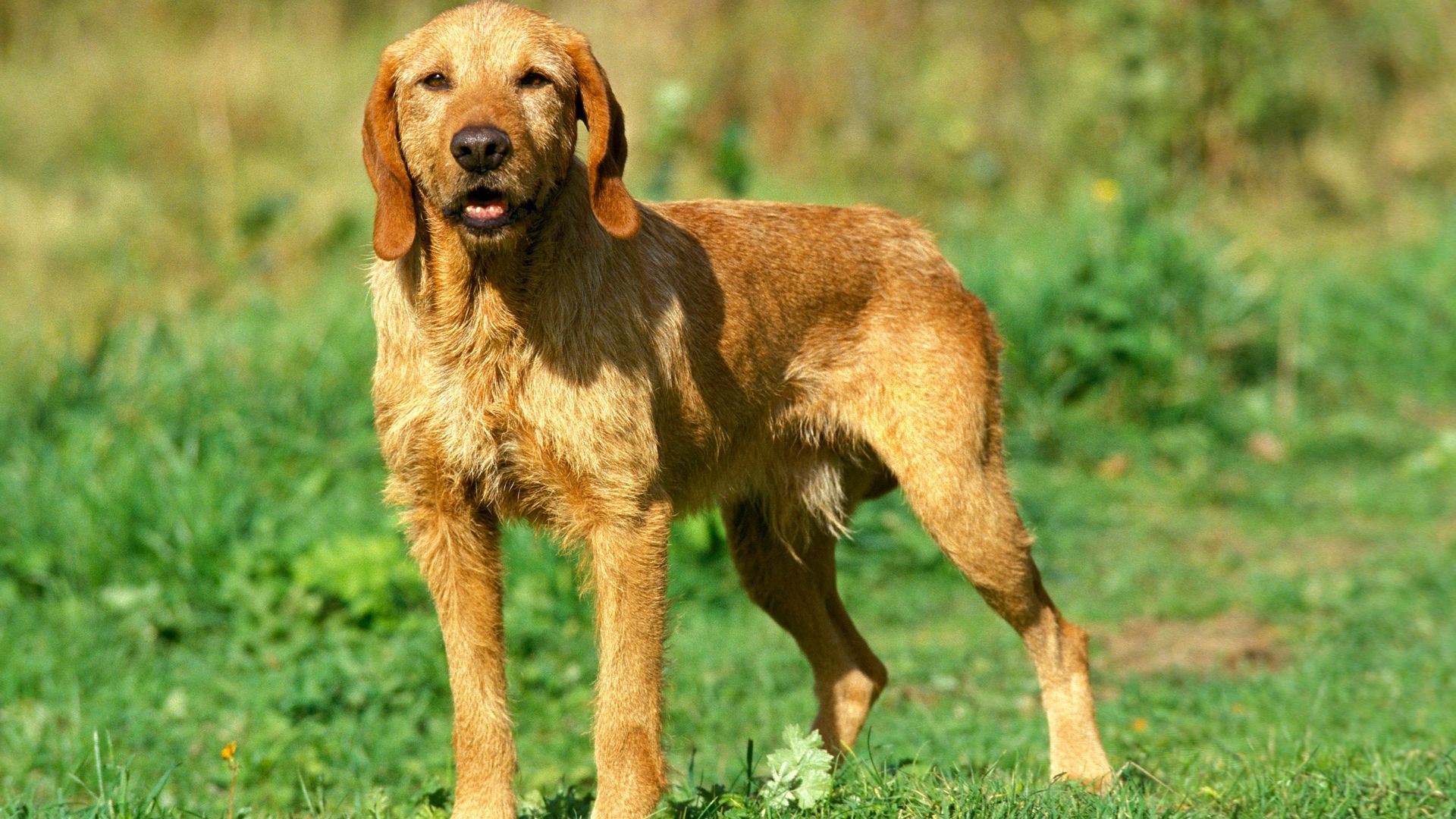 Griffon Fauve De Bretagne